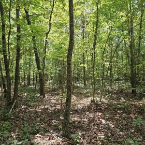 Photo #25 of TBD JAMES ANDERSON HWY, GLADSTONE, VA 100.8 acres