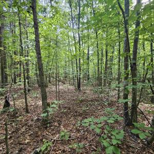 Photo #20 of TBD JAMES ANDERSON HWY, GLADSTONE, VA 100.8 acres