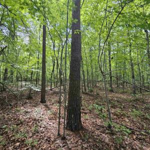 Photo #3 of TBD JAMES ANDERSON HWY, GLADSTONE, VA 100.8 acres