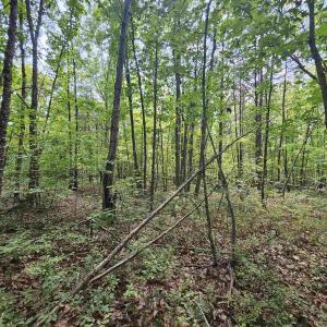 Photo #17 of TBD JAMES ANDERSON HWY, GLADSTONE, VA 100.8 acres