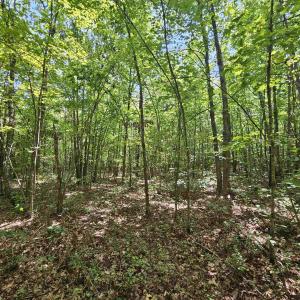 Photo #16 of TBD JAMES ANDERSON HWY, GLADSTONE, VA 100.8 acres