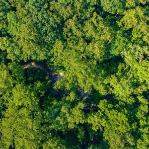 Photo #9 of Lot 1 STAG RD, BREMO BLUFF, VA 16.6 acres