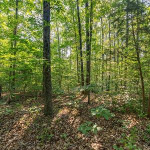 Photo #5 of Lot 1 STAG RD, BREMO BLUFF, VA 16.6 acres