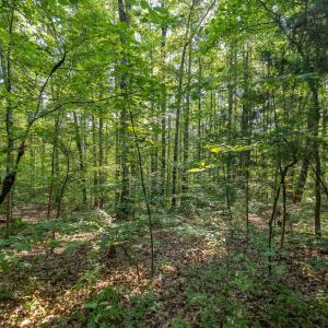 Photo #4 of Lot 1 STAG RD, BREMO BLUFF, VA 16.6 acres