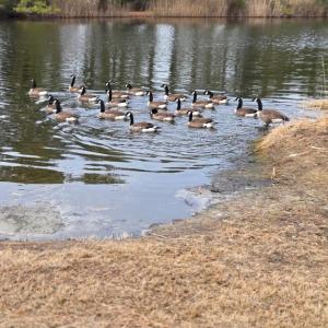 Photo #3 of LOT 205 HIBISCUS DR, CHINCOTEAGUE, VA 12.0 acres
