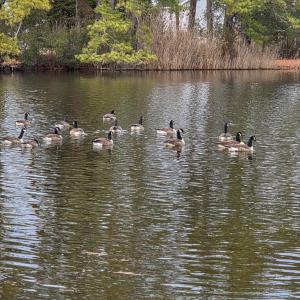 Photo #4 of LOT 205 HIBISCUS DR, CHINCOTEAGUE, VA 12.0 acres