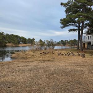 Photo #5 of LOT 205 HIBISCUS DR, CHINCOTEAGUE, VA 12.0 acres