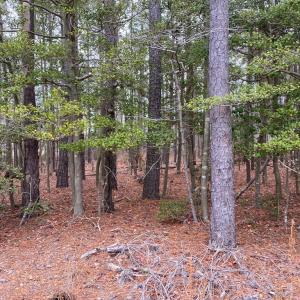 Photo #12 of lot 9 WISE POINT LN, ONANCOCK, VA 13.3 acres