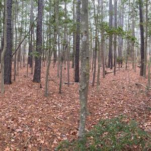 Photo #3 of lot 9 WISE POINT LN, ONANCOCK, VA 13.3 acres