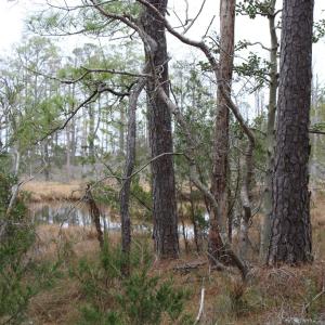 Photo #8 of lot 9 WISE POINT LN, ONANCOCK, VA 13.3 acres