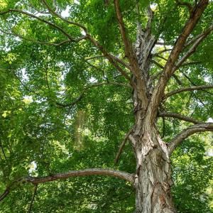 Photo #38 of TBD HANKEY MOUNTAIN HWY, CHURCHVILLE, VA 2.3 acres