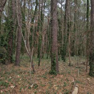 Photo #4 of Lot 23 CHESAWADOX DR, JAMESVILLE, VA 2.7 acres
