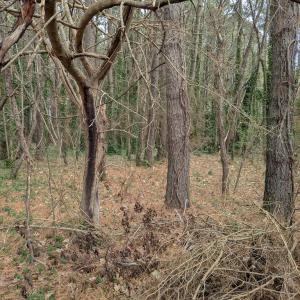 Photo #5 of Lot 23 CHESAWADOX DR, JAMESVILLE, VA 2.7 acres