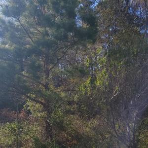 Photo #8 of Lot 7 LIBERTY DR, MAPPSVILLE, VA 4.5 acres