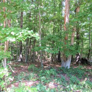 Photo #4 of JAMES RIVER RD, WINGINA, VA 3.3 acres