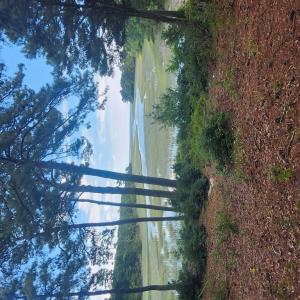 Photo #14 of 7472 SEASIDE RD, CAPE CHARLES, VA 25.1 acres