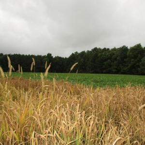 Photo #2 of 2 FLETCHER RD, NELSONIA, VA 10.3 acres