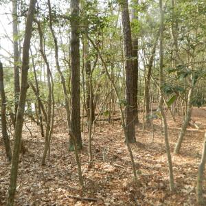 Photo #12 of Lot 182 HERON DR, MACHIPONGO, VA 0.7 acres