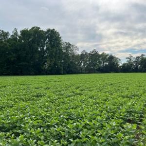 Photo #2 of LOT 22C BULLBEGGAR RD, WITHAMS, VA 1.2 acres