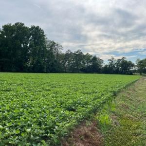 Photo #3 of LOT 22C BULLBEGGAR RD, WITHAMS, VA 1.2 acres