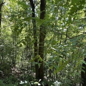Photo #3 of 6 OLD MOUNTAIN RD, STANARDSVILLE, VA 5.5 acres