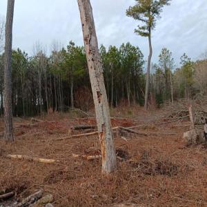 Photo #4 of Lot SHERWOOD DR, BLOXOM, VA 1.0 acres
