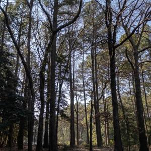 Photo #12 of 208/209 BLUE FISH LN, MACHIPONGO, VA 1.4 acres