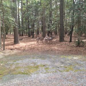 Wildlife on the property