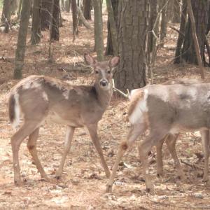 Wildlife on the property