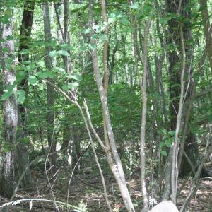 Photo #3 of TBD HIGH VALLEY SOUTH, MONTEREY, VA 5.0 acres