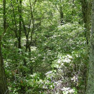 Photo #4 of TBD HIGH VALLEY SOUTH, MONTEREY, VA 5.0 acres