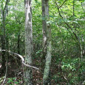 Photo #5 of TBD Summit Dr. SUMMIT DR, MONTEREY, VA 6.8 acres