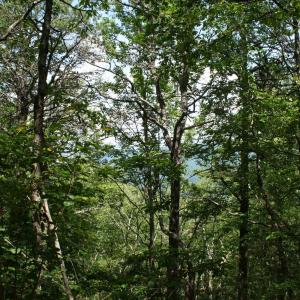 Photo #2 of TBD Summit Dr. SUMMIT DR, MONTEREY, VA 6.8 acres