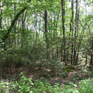 Photo #4 of TBD Summit Dr. SUMMIT DR, MONTEREY, VA 6.8 acres
