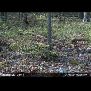 Photo #18 of TBD PANORAMA VIEW DR, STANLEY, VA 9.8 acres