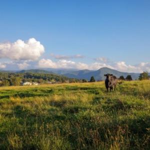 Photo #4 of 47 acres LEE HWY, RAPHINE, VA 47.0 acres