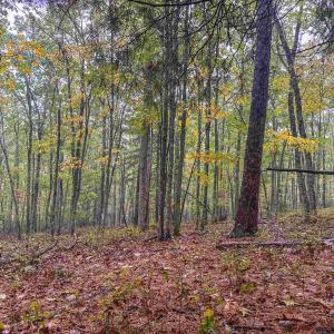 Photo #31 of TBD WHIPPOORWILL LN, MONTEREY, VA 38.8 acres