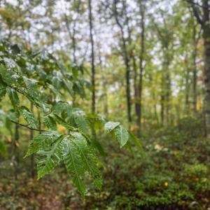 Photo #27 of TBD WHIPPOORWILL LN, MONTEREY, VA 38.8 acres