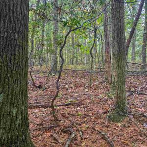 Photo #32 of TBD WHIPPOORWILL LN, MONTEREY, VA 38.8 acres