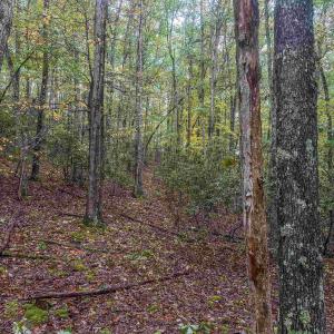 Photo #28 of TBD WHIPPOORWILL LN, MONTEREY, VA 38.8 acres