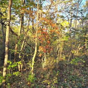 Photo #3 of CAVE SPRING LN, EDINBURG, VA 0.8 acres
