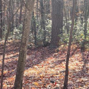 Photo #15 of 46 & 58 HOWDYSHELL LN, SWOOPE, VA 6.7 acres