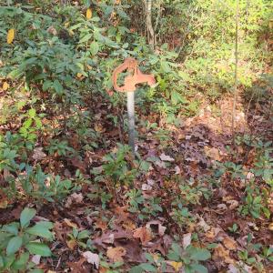 Photo #8 of 46 & 58 HOWDYSHELL LN, SWOOPE, VA 6.7 acres