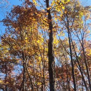 Photo #14 of 46 & 58 HOWDYSHELL LN, SWOOPE, VA 6.7 acres