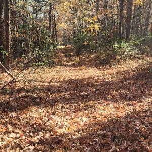 Photo #12 of 46 & 58 HOWDYSHELL LN, SWOOPE, VA 6.7 acres