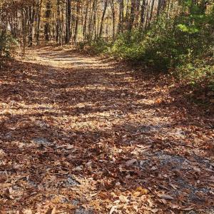 Photo #9 of 46 & 58 HOWDYSHELL LN, SWOOPE, VA 6.7 acres