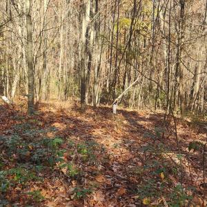 Photo #10 of 46 & 58 HOWDYSHELL LN, SWOOPE, VA 6.7 acres