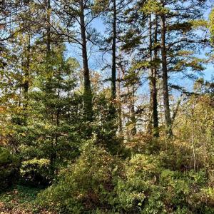 Photo #1 of 2029 SPOTTSWOOD RD, CHARLOTTESVILLE, VA 0.5 acres