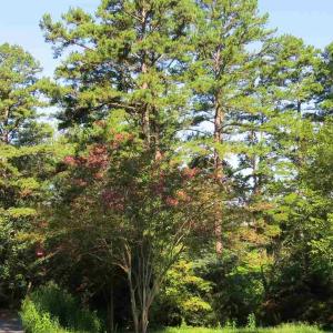 Photo #10 of 2029 SPOTTSWOOD RD, CHARLOTTESVILLE, VA 0.5 acres