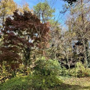 Photo #18 of 2029 SPOTTSWOOD RD, CHARLOTTESVILLE, VA 0.5 acres